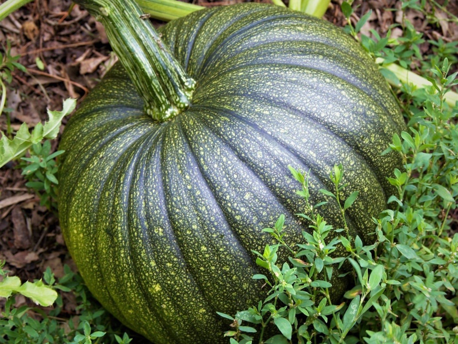 How To Turn Green Pumpkins Orange: Inside & Outdoor Methods